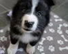 White Swiss Shepherd Dog