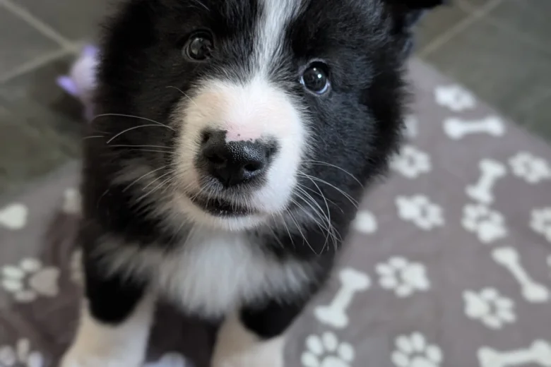 White Swiss Shepherd Dog