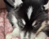 Siberian Husky