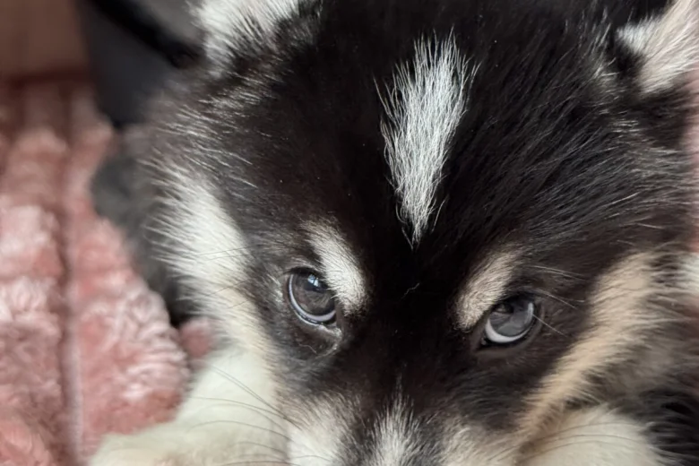 Siberian Husky