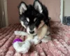 Siberian Husky