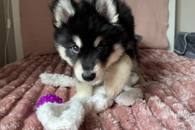 Siberian Husky