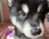 Siberian Husky