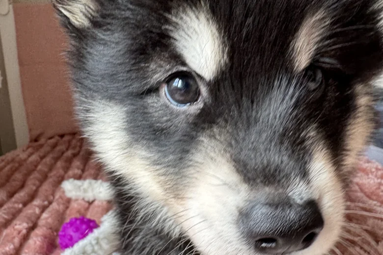 Siberian Husky