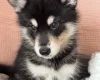 Siberian Husky
