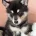 Siberian Husky