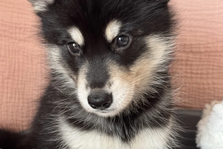 Siberian Husky
