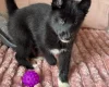Siberian Husky