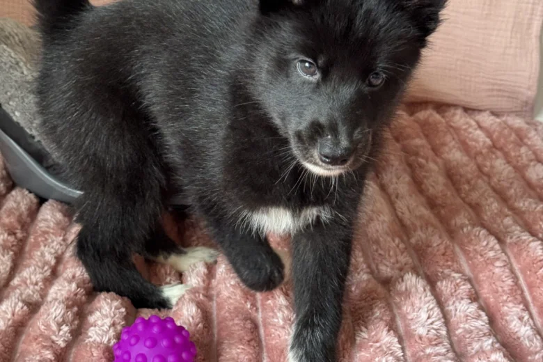 Siberian Husky