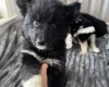 Siberian Husky