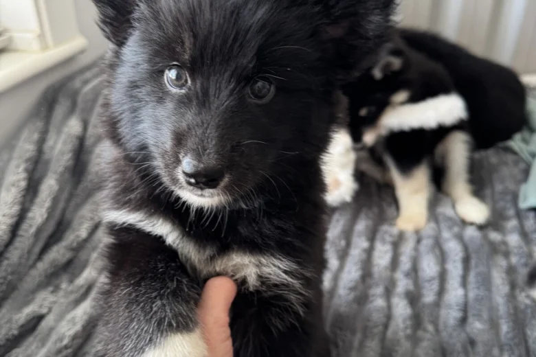 Siberian Husky