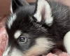 Siberian Husky