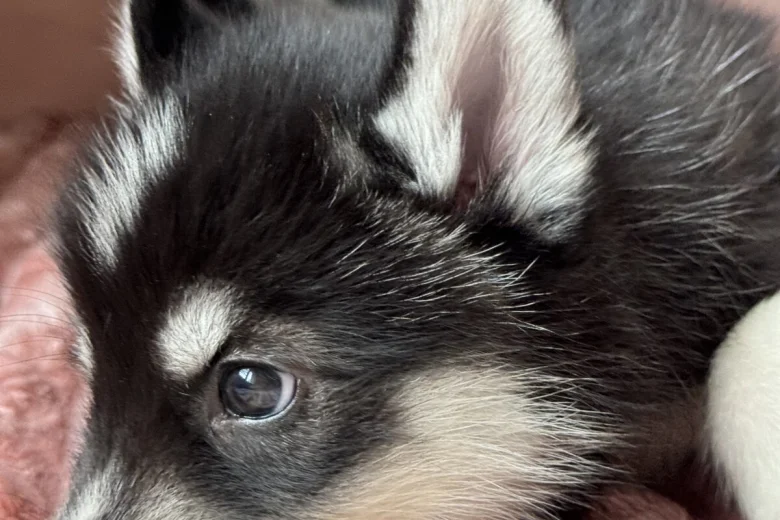 Siberian Husky