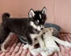 Siberian Husky