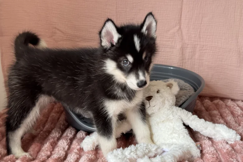Siberian Husky