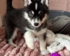Siberian Husky