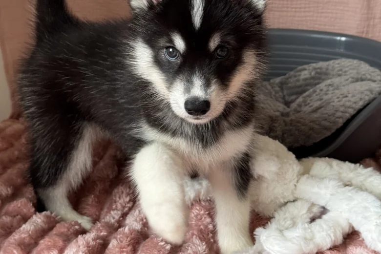 Siberian Husky