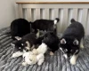Siberian Husky