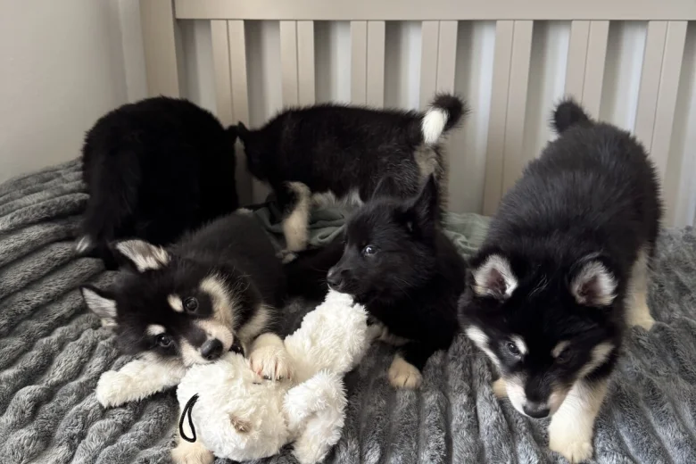 Siberian Husky