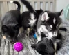 Siberian Husky