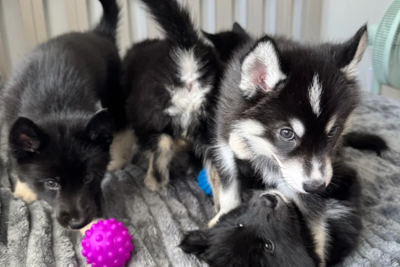 Siberian Husky