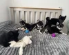 Siberian Husky