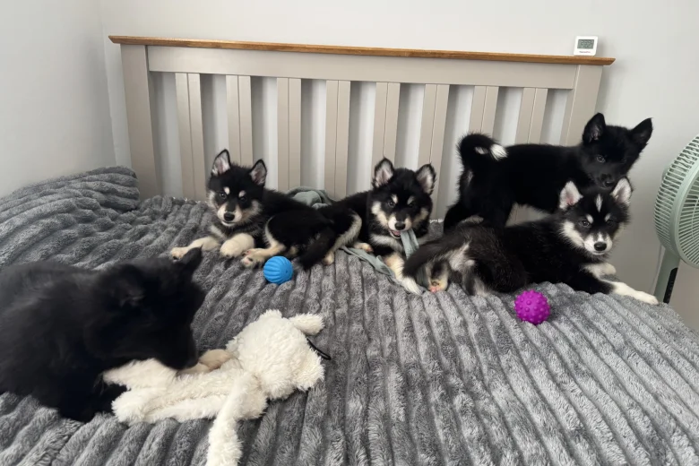 Siberian Husky