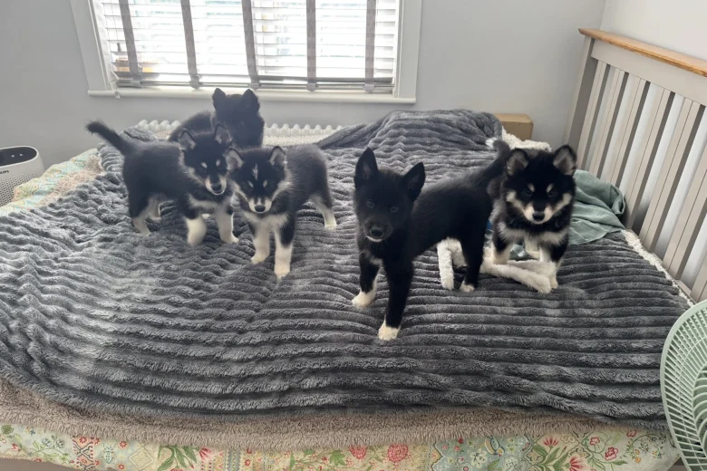 Siberian Husky