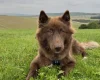Siberian Husky