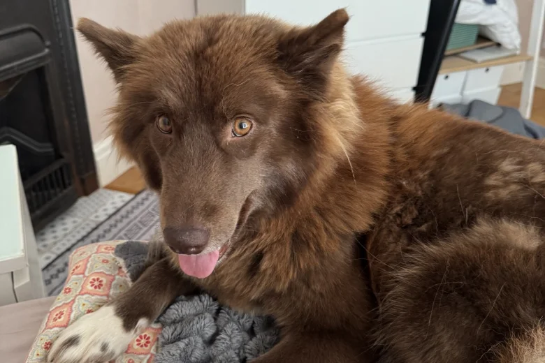 Siberian Husky