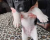 Springador