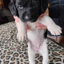 Springador