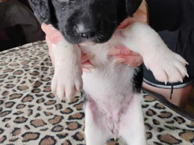 Springador