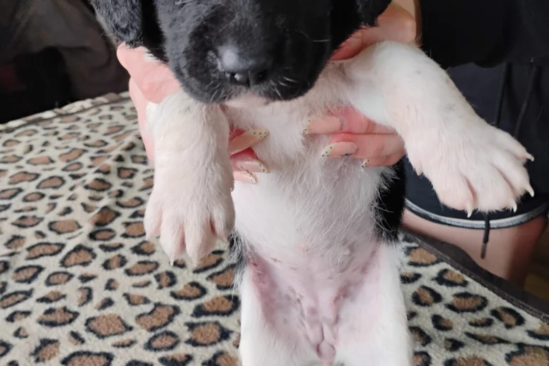 Springador
