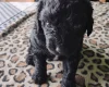 Springador