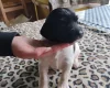 Springador