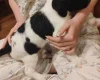 Springador