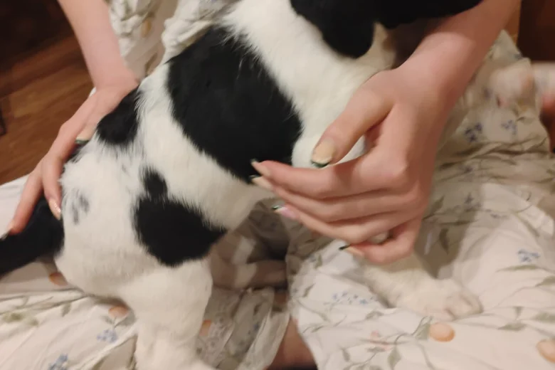 Springador