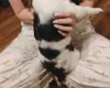 Springador