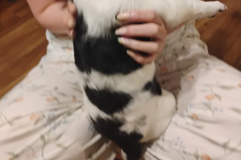 Springador