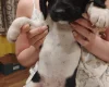 Springador