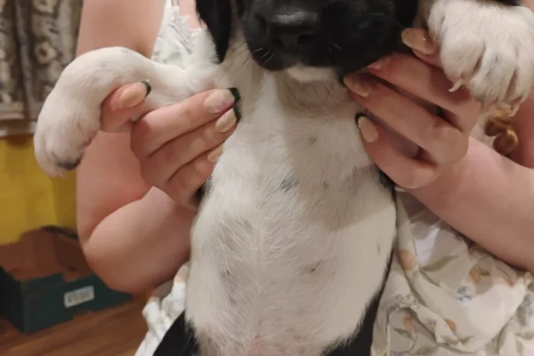 Springador
