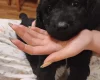 Springador