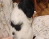 Springador