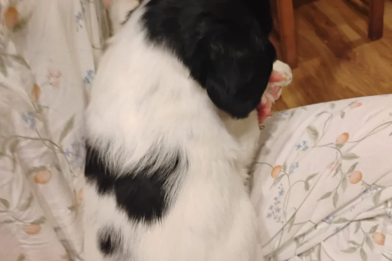 Springador