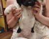 Springador