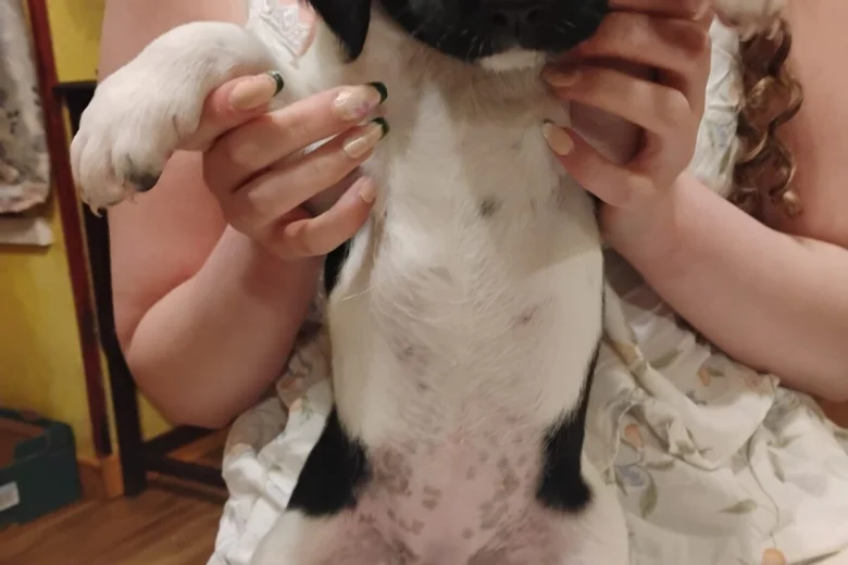 Springador