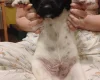 Springador