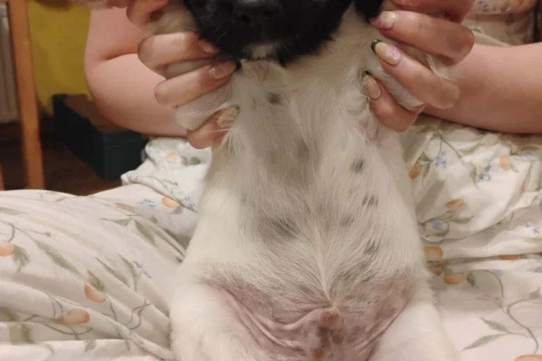 Springador