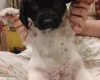Springador